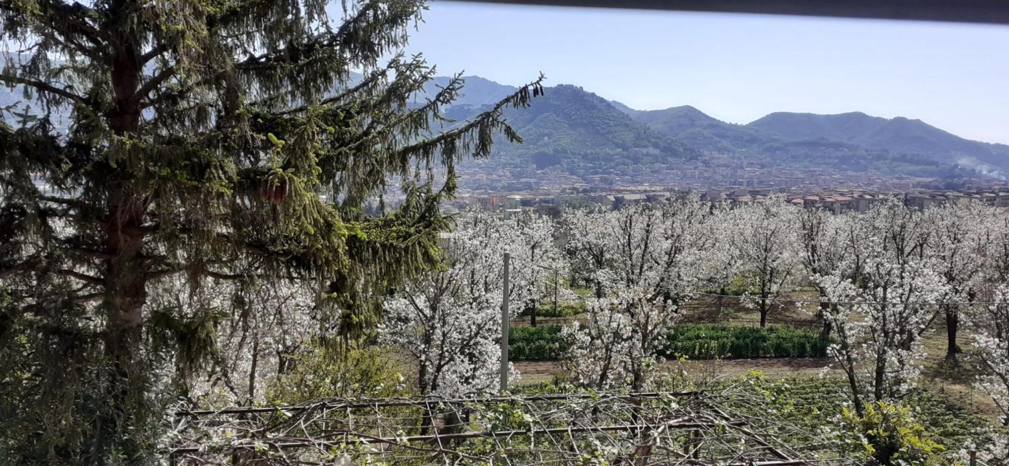 Lanovella Villa Cava De' Tirreni Bagian luar foto